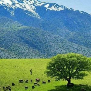 کوه سرسبز و یک درخت در بین زمین سرسبز و چند گوسفند با چوپان