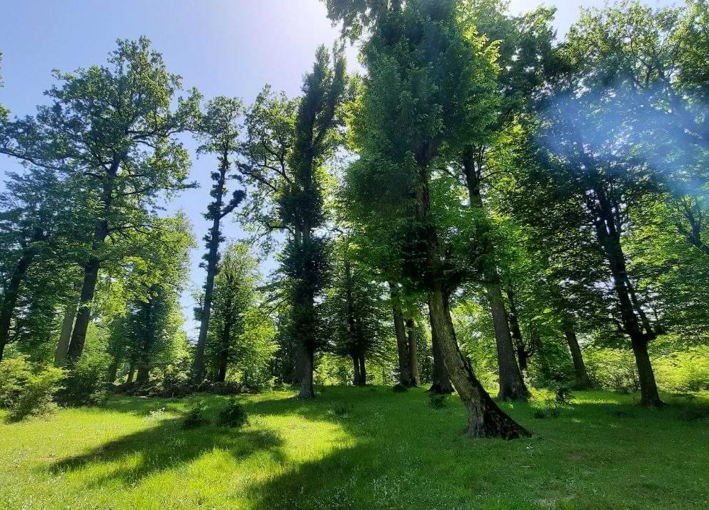 جنگل اولنگ رامیان