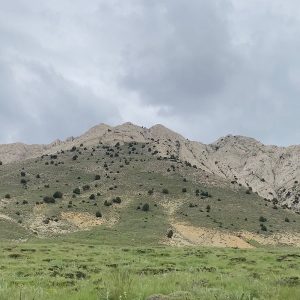 دشت سرسبز با درختان ارس در منطقه گلیل