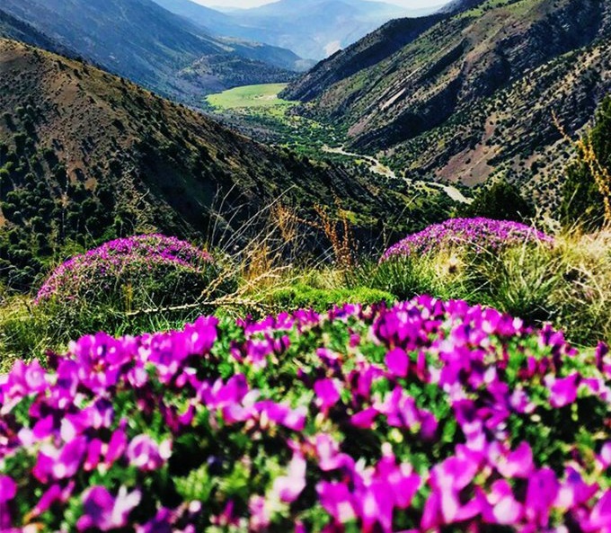 پوشش گیاهی مطقه گلیل