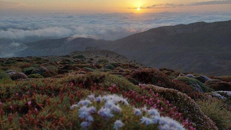 پوشش گیاهی شاه جهان