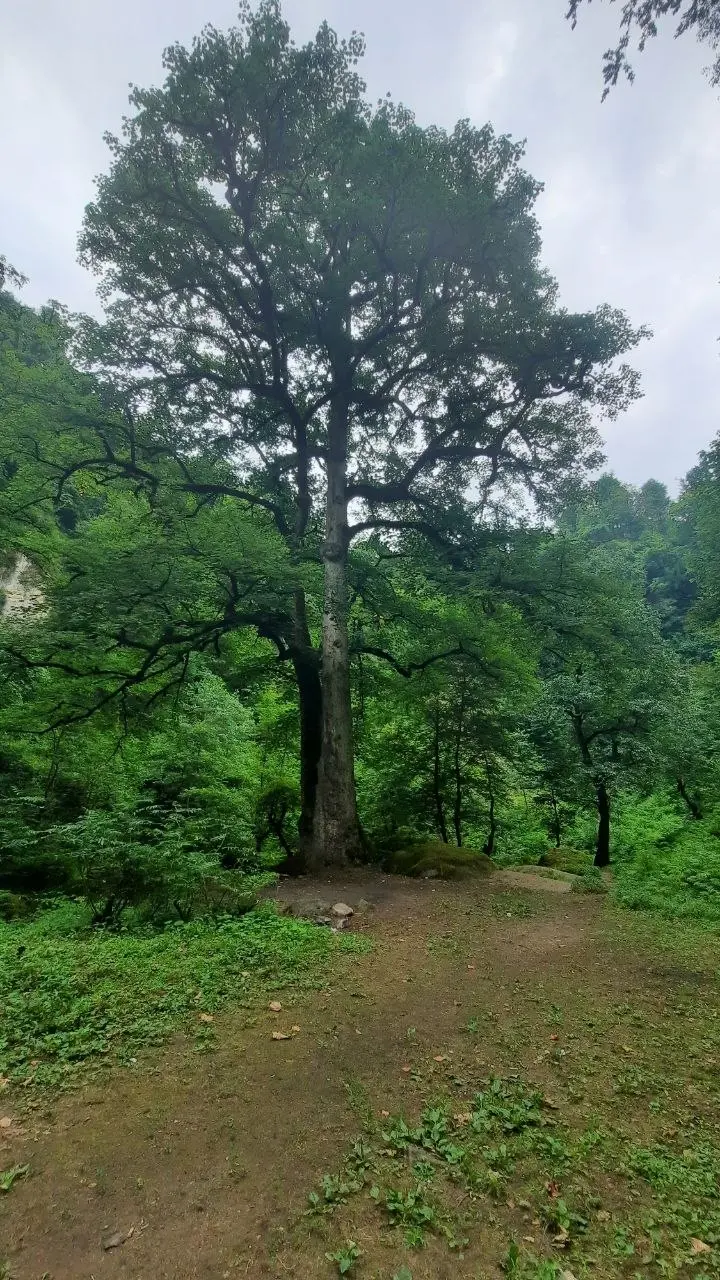 مسیر جنگلی منتهی به آبشار زمرد