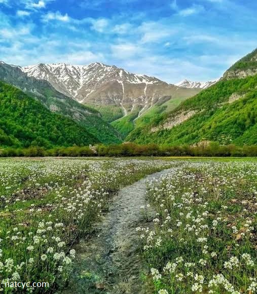 دشت دریاسر در میان گل ها و کوه سیالان
